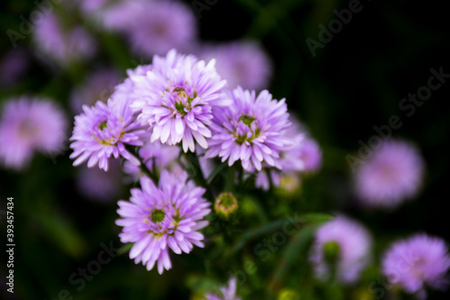 Purple Marguerite blooming in a flower field on a blurred background