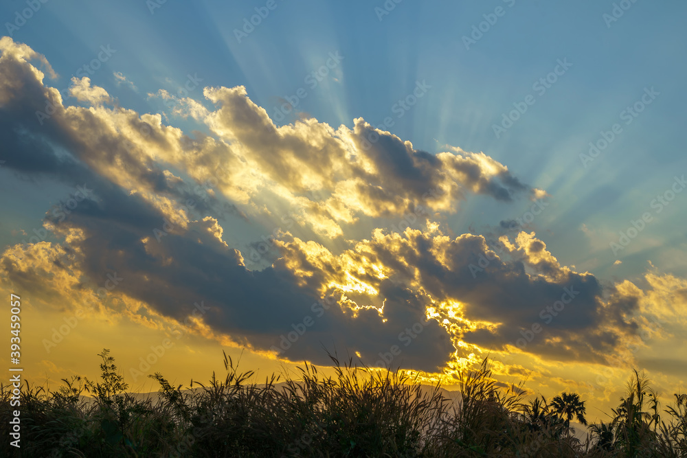 Golden cloud with rays in blue sky background and grass flower in sunset
