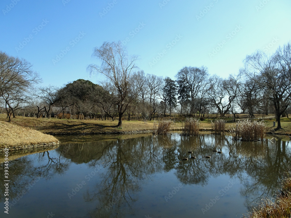 池に木が反射する風景／古河総合公園（茨城県古河市）