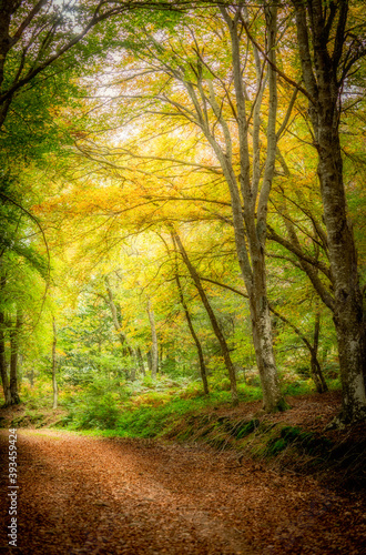 beech trees in autumn  bright colors  leaves that mark the paths