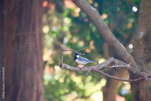 シジュウカラ・秋の霞ヶ城公園（福島県・二本松市） photo