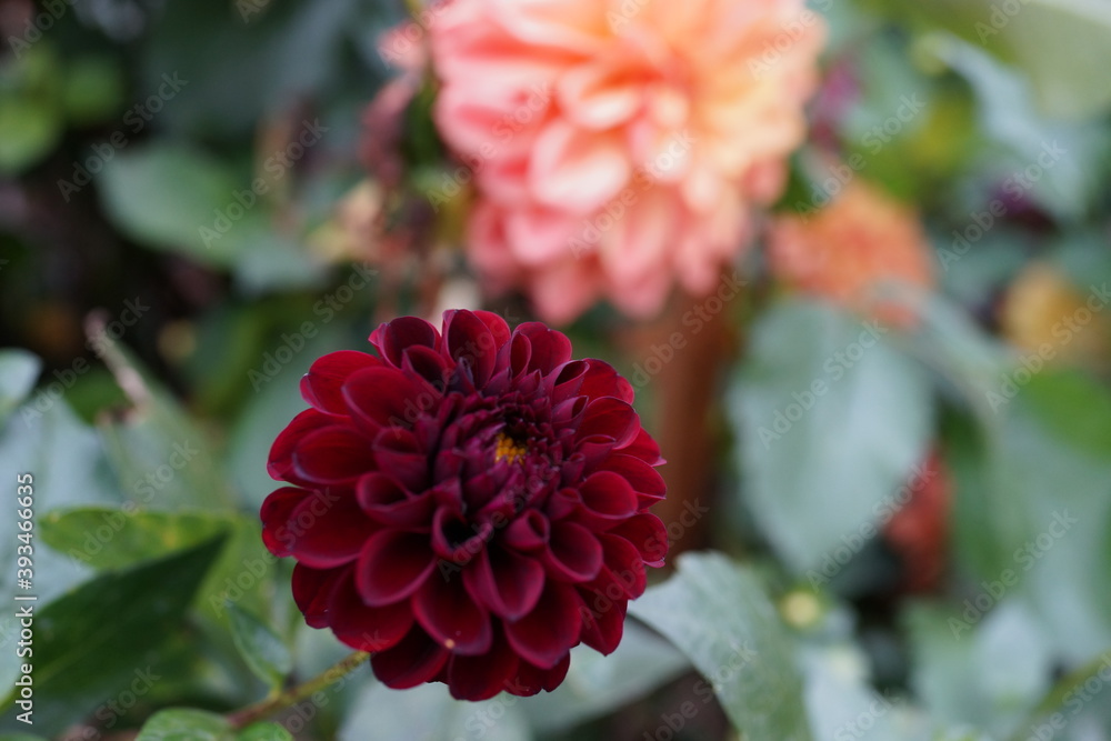 ダリア ダリアの花 花壇 ガーデニング ダリア ダリアの花 花壇 ガーデニング
