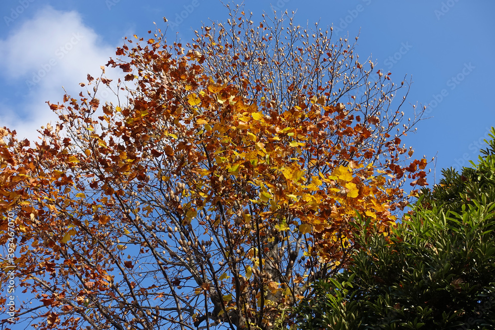 Fototapeta premium 紅葉