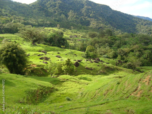 Wallpaper Mural green plantation Torontodigital.ca