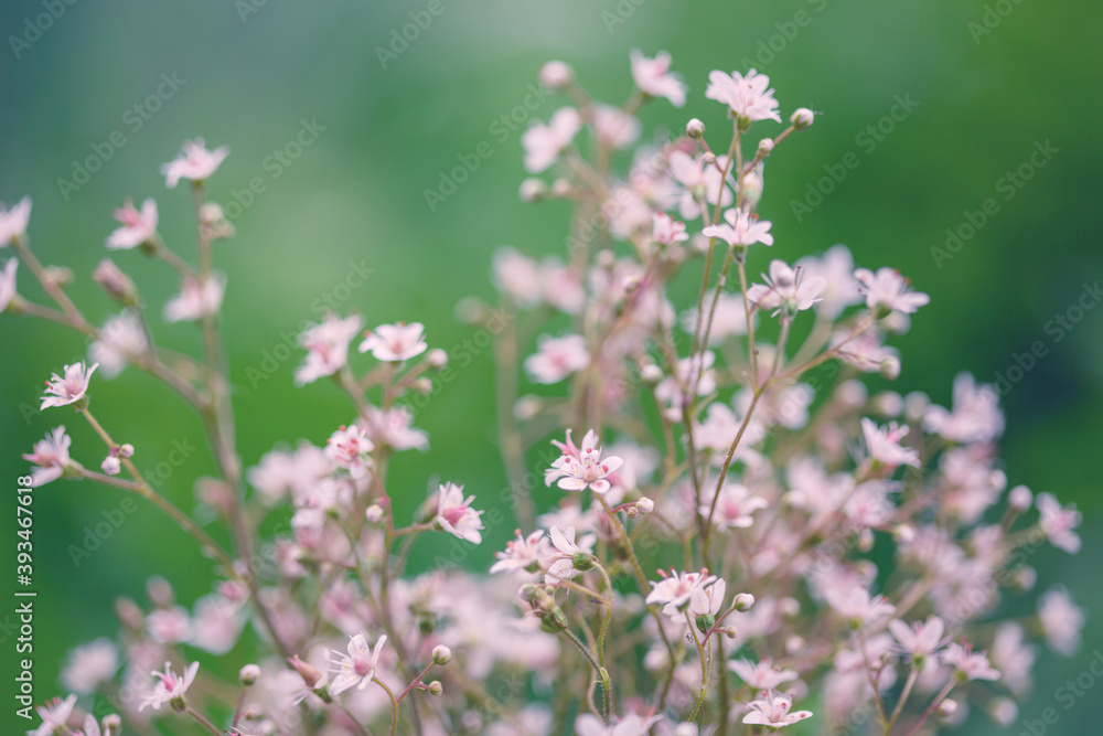 Spring flowers. Romantic Toned floral abstract nature background. Gentle soft outdoors close-up macro. Vintage Summer template border. For womens, Mothers day. Blurred delicate cards, free copy space Spring flowers. Romantic Toned floral abstract nature background. Gentle soft outdoors close-up macro. Vintage Summer template border. For womens, Mothers day. Blurred delicate cards, free copy space