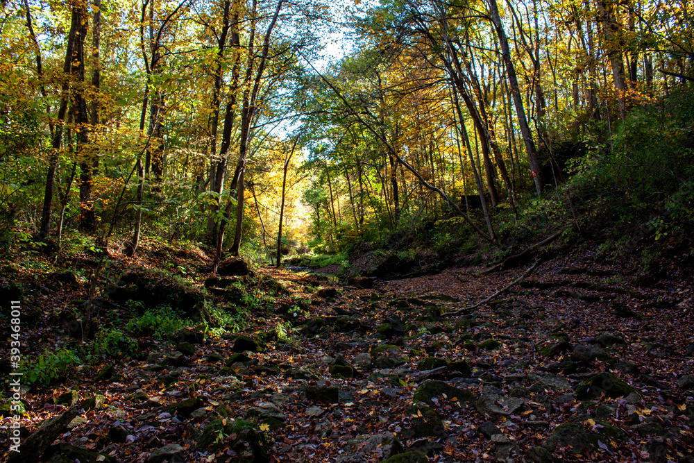 Fototapeta premium in the woods