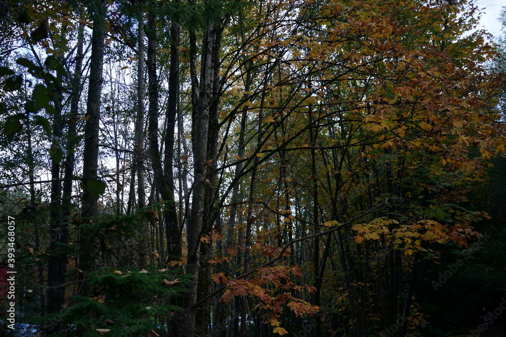 Obraz premium 秋の森 公園 紅葉 色付く 木々