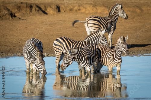 Zebra herd standing in water drinking in Kruger Park in South Africa