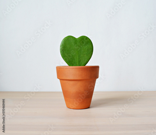 Hoya kerrii house plant in terracotta pot on wooden desk over white