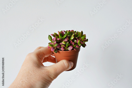 Hand holding anacampseros sunrise house plant in brown pot over white photo