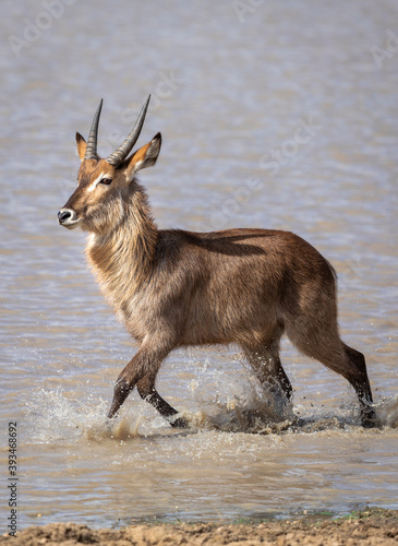 Canvas Print Adult waterbuck splashing through water while walking in Kruger Park in South Af