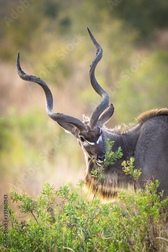 Fototapeta Naklejka Na Ścianę i Meble -  Adult male kudu eating green bush in Kruger Park in South Africa