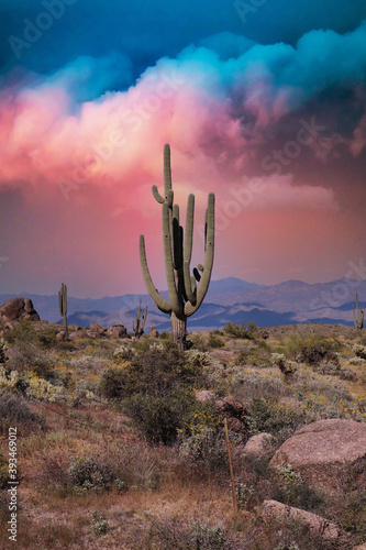 Saguaros in a Scottsdale Arizona Sunset