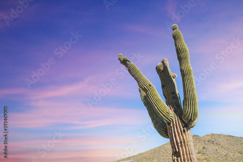 Crooked Saguaro with  a Scottsdale Arizona Sunset