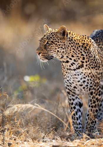 Leopard standing and looking alert in Kruger Park in South Africa