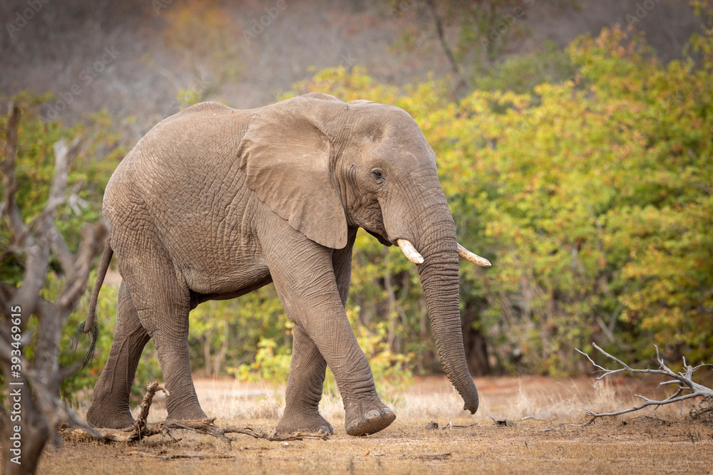 Female elephant walking in autumn bush in Kruger Park in South Africa