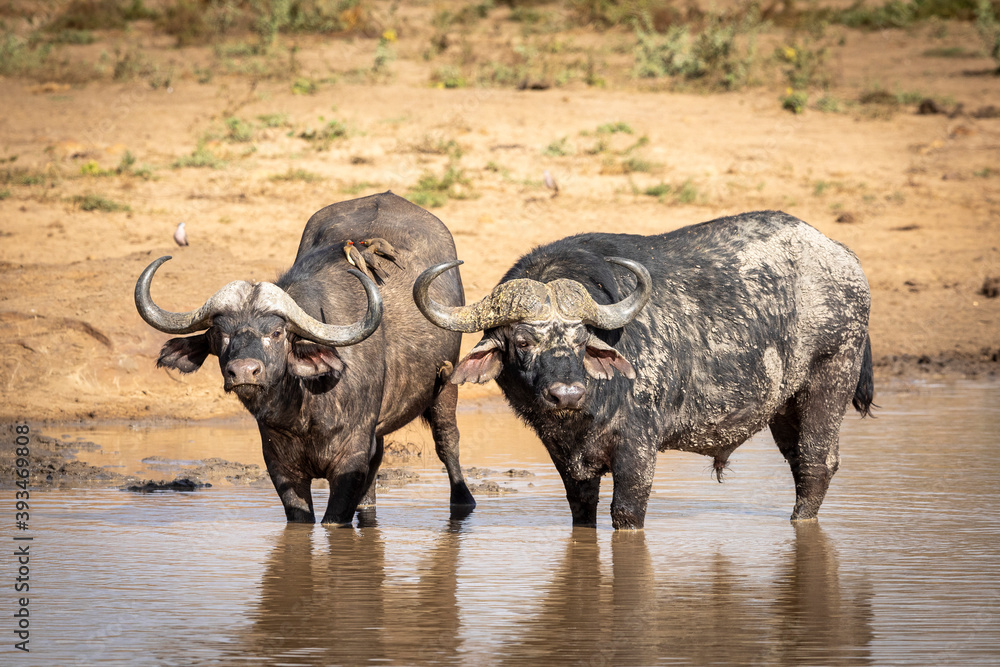 Obraz premium Two adult buffalo with large horns standing in water in Kruger Park in South Africa