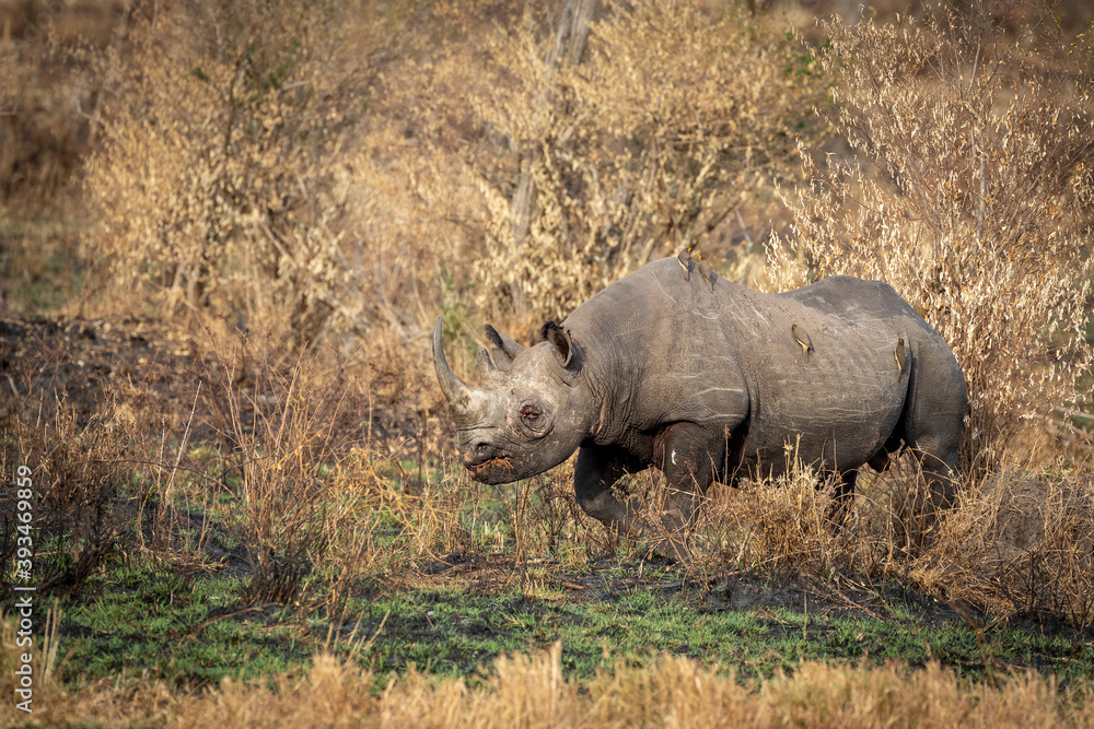 Black rhino with injured eye walking in winter dry bush in Masai Mara in Kenya Black rhino with injured eye walking in winter dry bush in Masai Mara in Kenya