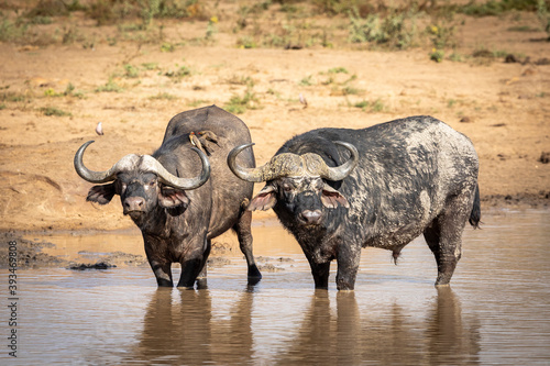 Two adult buffalo with large horns standing in water in Kruger Park in South Africa