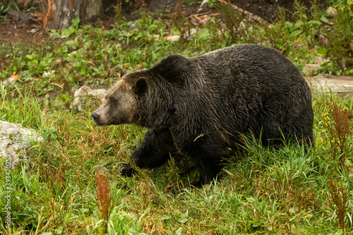 A male grizzly bear (Ursus arctos horribilis) walking in the woods alongside the river in search of spawning salmon in coastal British Columbia