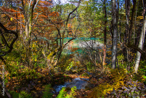 秋の裏磐梯の五色沼 © yasu411014