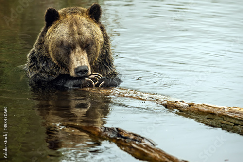 Grizzly Bear (Ursus arctos horribilis) having rest in the river in coastal British Columbia, Canada