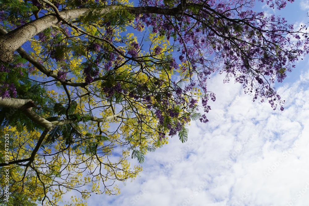 Purple and Yellow Blossoms against Blue Sky with White Clouds Purple and Yellow Blossoms against Blue Sky with White Clouds