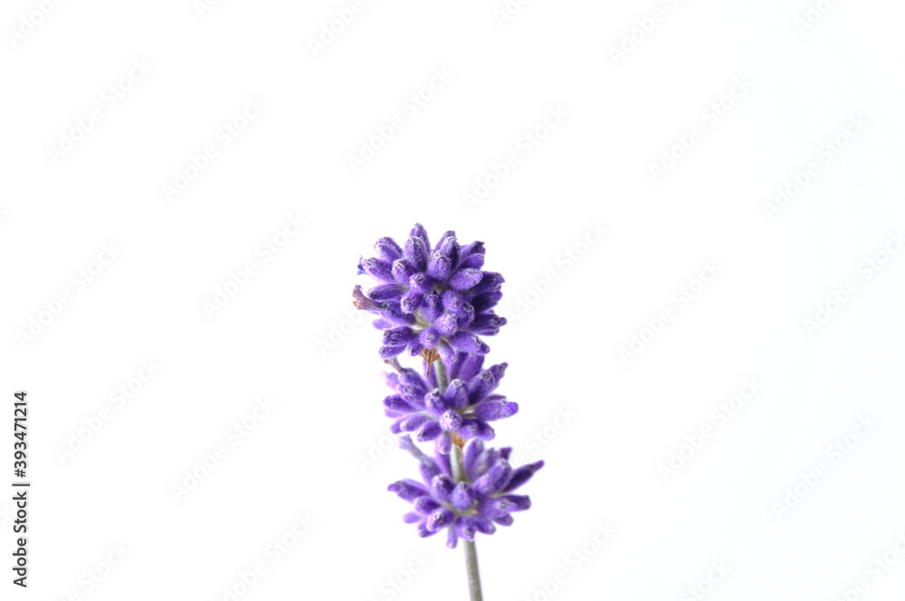 Obraz premium Blue Mountian a violet lavender field in Hokkaido, Lavender flowers bundle