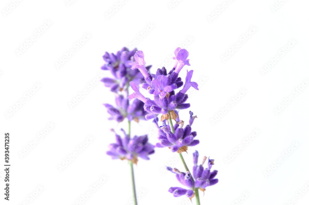 Blue Mountian a violet lavender field in Hokkaido, Lavender flowers bundle Blue Mountian a violet lavender field in Hokkaido, Lavender flowers bundle