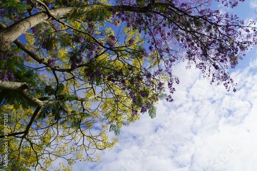 Wallpaper Mural Purple and Yellow Blossoms against Blue Sky with White Clouds Torontodigital.ca