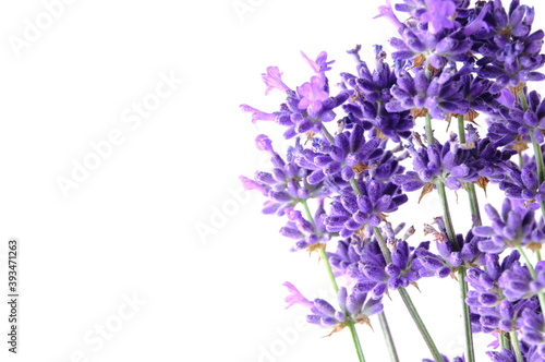 Blue Mountian a violet lavender field in Hokkaido  Lavender flowers bundle