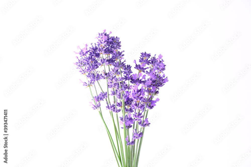 Naklejka premium Blue Mountian a violet lavender field in Hokkaido, Lavender flowers bundle