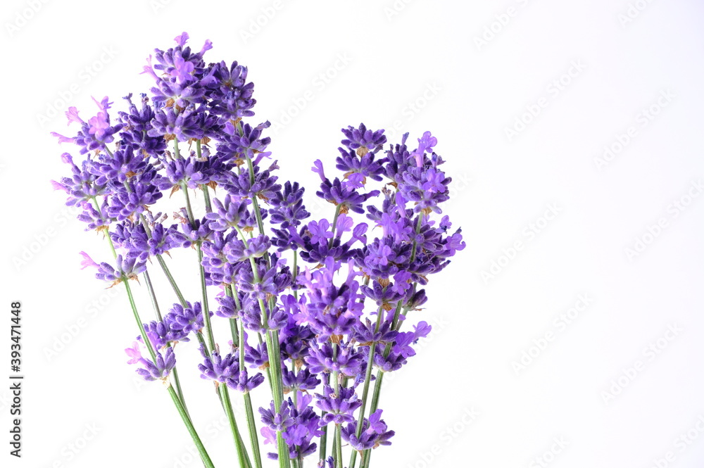 Blue Mountian a violet lavender field in Hokkaido, Lavender flowers bundle Blue Mountian a violet lavender field in Hokkaido, Lavender flowers bundle