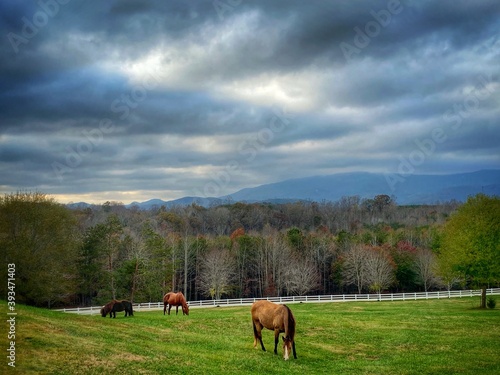 Horse Field photo