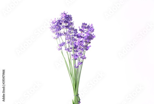Blue Mountian a violet lavender field in Hokkaido  Lavender flowers bundle