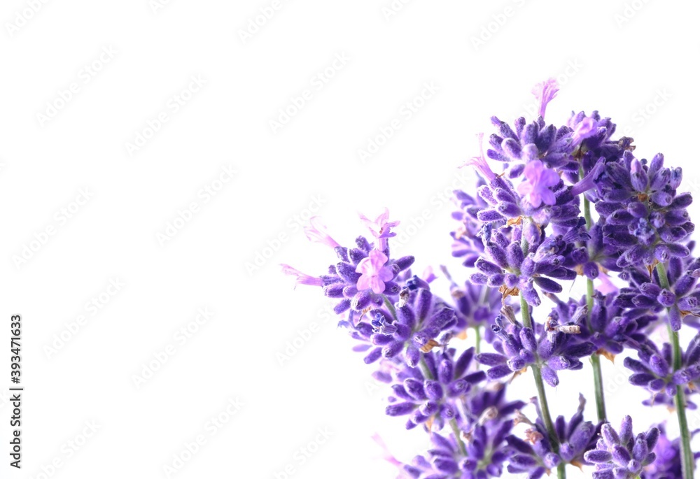 Obraz premium Closeup Blue Mountian a violet lavender field in Hokkaido, Lavender flowers bundle on a white background