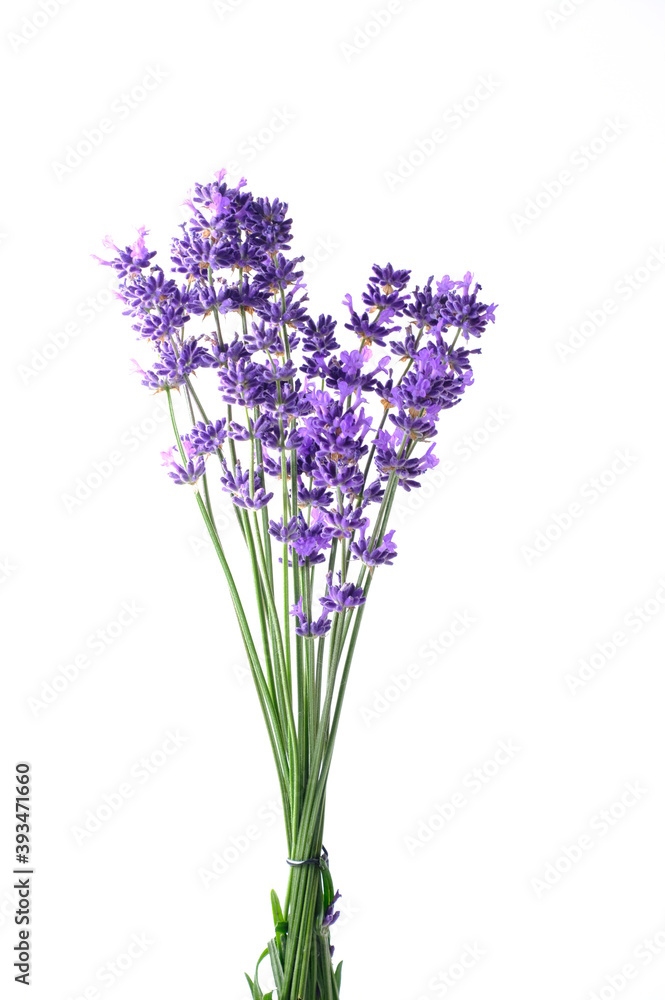Obraz premium Closeup Blue Mountian a violet lavender field in Hokkaido, Lavender flowers bundle on a white background