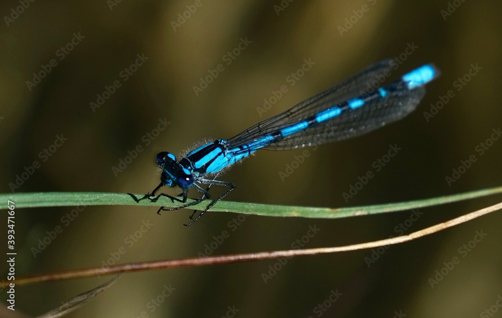 Blue draganfly resting on leaf on summer day. Banff National Park. Alberta. Canada Blue draganfly resting on leaf on summer day. Banff National Park. Alberta. Canada