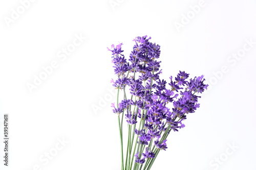 Closeup Blue Mountian a violet lavender field in Hokkaido  Lavender flowers bundle on a white background