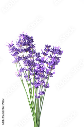 Closeup Blue Mountian a violet lavender field in Hokkaido, Lavender flowers bundle on a white background