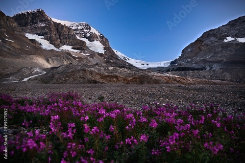Pink fireweed wildflowers by glacial lake at sunset in Canadian Rockies. Columbia Icefield. Jasper. Albeta. Canada  photo