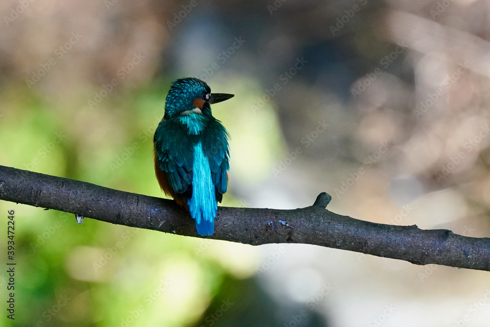 common kingfisher on the perch common kingfisher on the perch