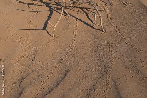 Tracks and footprints of insects and tiny creatures in the sand at Alvord Desert, Southeastern Oregon. photo