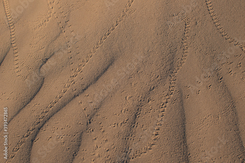 Several tracks from beetles and mysterious creatures walking through sand in the Alvord Desert, Southeastern Oregon.