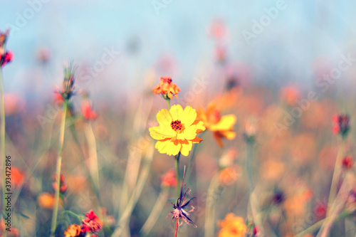 Beautiful cosmos flower colorful in the field outdoor,Portrait.