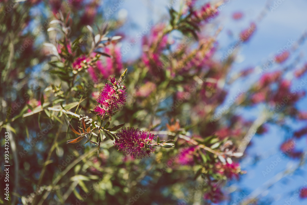 Fototapeta premium native Australian pink bottlebrush callistemon tree outdoor in sunny backyard