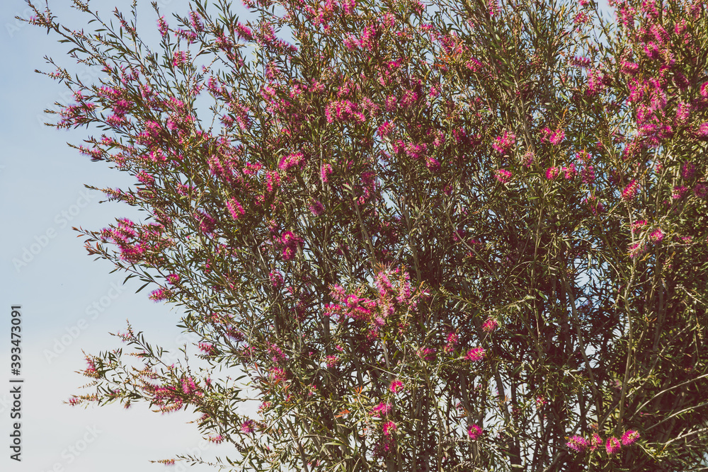 native Australian pink bottlebrush callistemon tree outdoor in sunny backyard