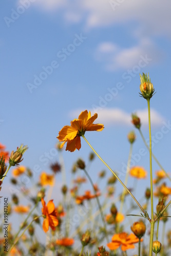 Fototapeta Naklejka Na Ścianę i Meble -  Beautiful  cosmos flower  colorful  in the field   outdoor,Portrait.