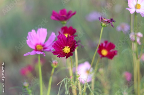 Beautiful  cosmos flower  colorful  in the field   outdoor,Portrait. © Monta