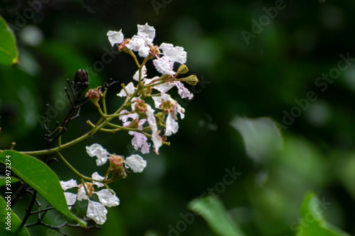 Blurred image of white flowers with dark green nature background, Howrah, West Bengal, India